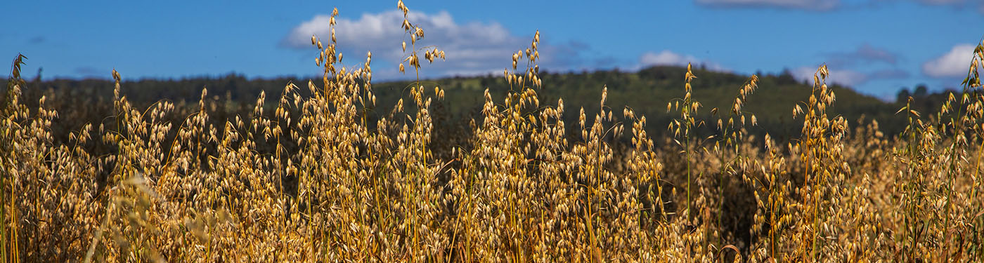 Flahavan's Oats