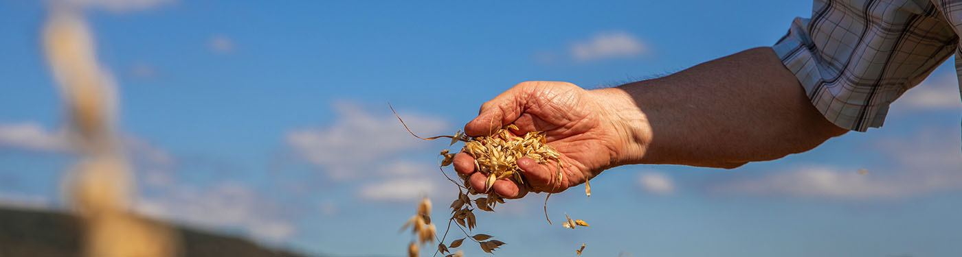 Flahavan's Oats