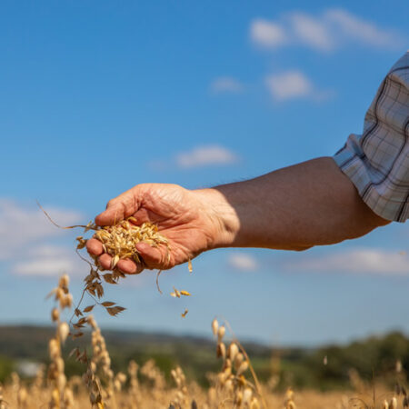 Flahavan's Oats