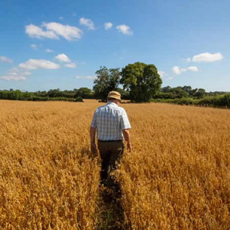 Flahavan's Oats